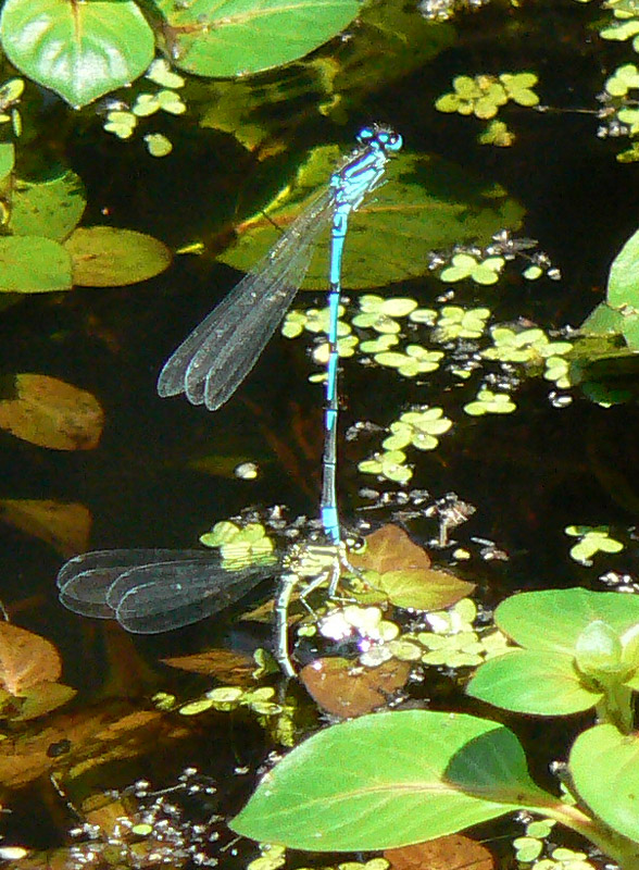 Coenagrion puella in deposizione? - S